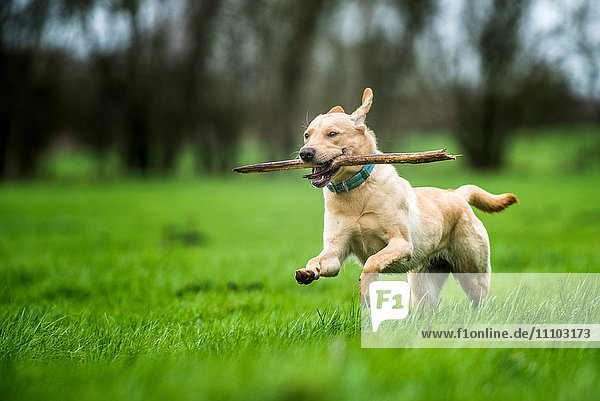 Labrador carrying stick  United Kingdom  Europe