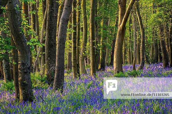 Blauglocken  High Littleton Woods  Somerset  England  Vereinigtes Königreich  Europa