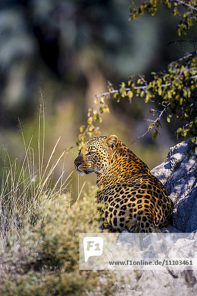 Leopard (Panthera pardus) resting on a termite mound  Moremi  Okavango Delta  Botswana  Africa