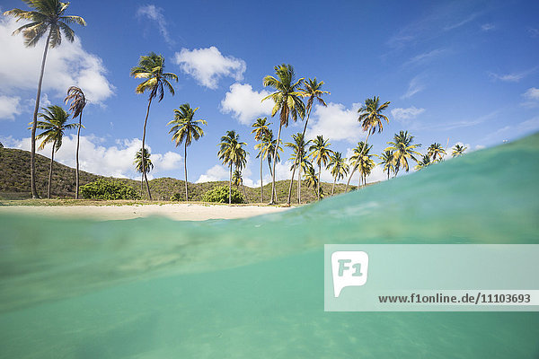 Unterwasseransicht des von Palmen umgebenen Sandstrands  Morris Bay  Antigua  Antigua und Barbuda  Leeward Island  Westindien  Karibik  Mittelamerika