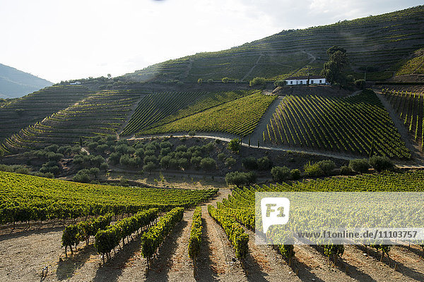 In der Sonne reifende Weinreben in einem Weinberg in der Region Alto Douro  Portugal  Europa