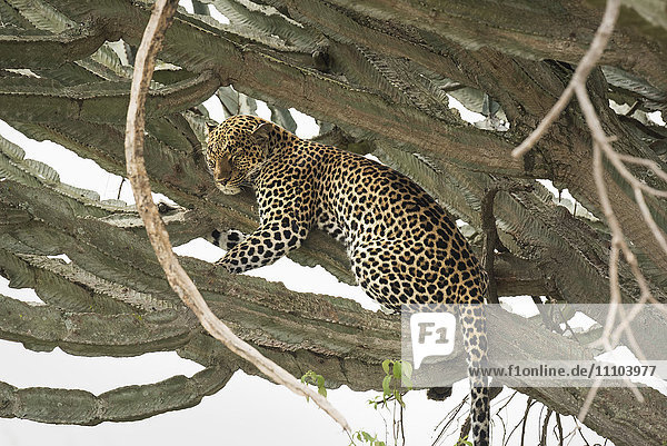 Leopard  Queen Elizabeth National Park  Uganda  Africa