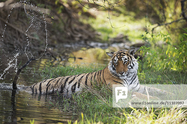 Bengalischer Tiger  Ranthambhore-Nationalpark  Rajasthan  Indien  Asien