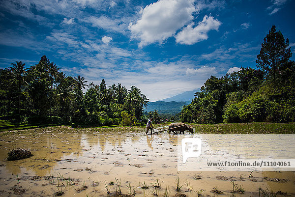 Buffalo and worker plough a Padi field  Sumatra  Indonesia  Southeast Asia