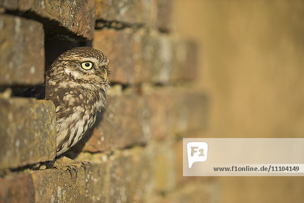 Little owl (Athene noctua) in captivity  Gloucestershire  England  United Kingdom  Europe