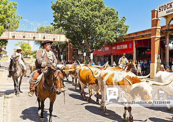 Cattle drive in Fort Worth Stockyards  Texas  United States of America  North America