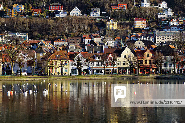 Lille Lungegard See  Bergen  Norwegen  Skandinavien  Europa
