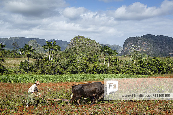Farmer working in the field in the Vinales Valley  UNESCO World Heritage Site  Pinar del Rio  Cuba  West Indies  Caribbean  Central America