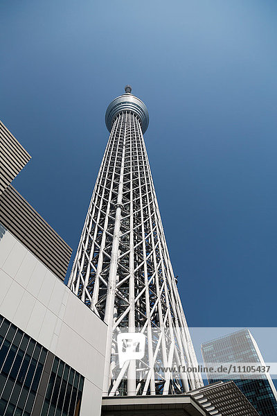 Blick auf den Tokyo Skytree Turm  Tokio  Japan  Asien