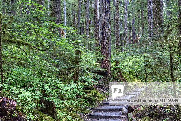 Trail to Sol Duc Falls  Rain Forest  Olympic National Park  UNESCO World Heritage Site  Washington  United States of America  North America