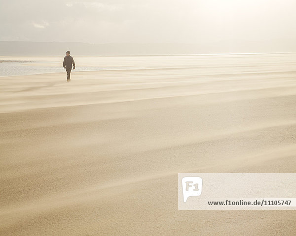 Man walking across a windy beach with dry shifting sands creating a cloud underfoot  West Kirkby  Wirral  England  United Kingdom  Europe