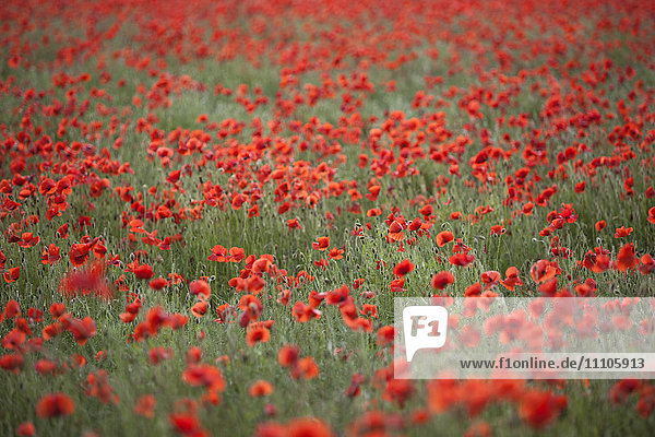 Feld mit roten Mohnblumen  Chipping Campden  Cotswolds  Gloucestershire  England  Vereinigtes Königreich  Europa