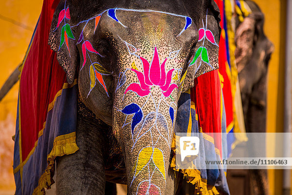 Bemalter Elefant  Amer Fort  Jaipur  Rajasthan  Indien  Asien