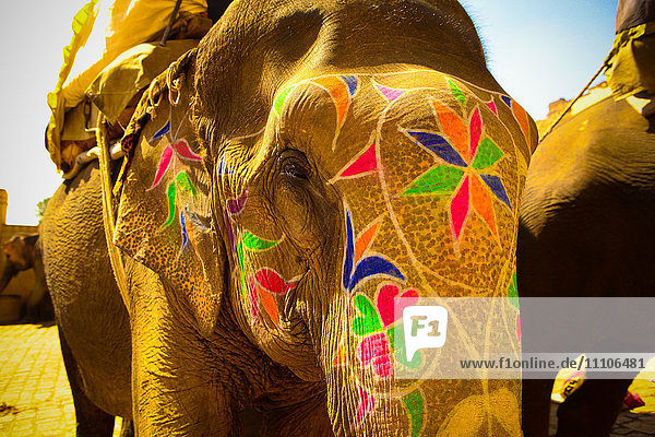 Bemalter Elefant  Amer Fort  Jaipur  Indien  Asien