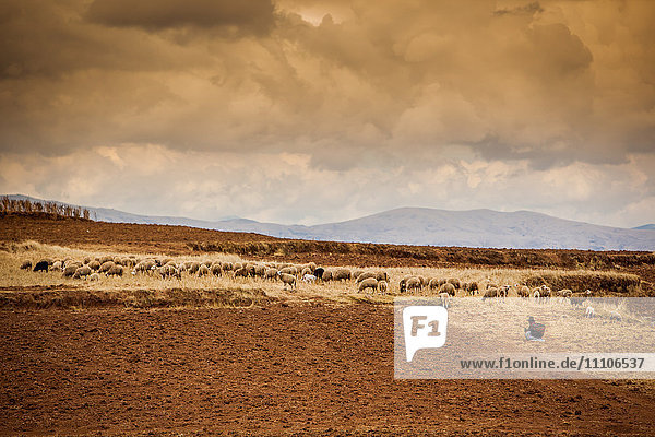 Bäuerin und ihre Schafe  Heiliges Tal  Cusco  Peru  Südamerika