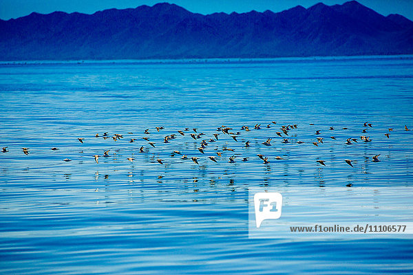 Vögel  Walbeobachtung  Magdalena-Bucht  Mexiko  Nordamerika