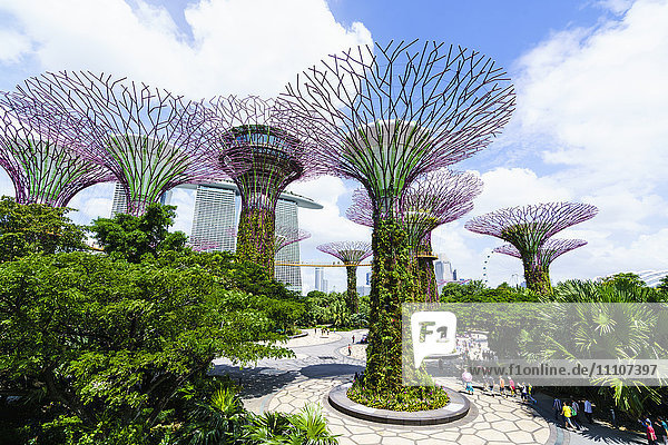 Supertree Grove in den Gardens by the Bay  ein futuristischer botanischer Garten und Park  Marina Bay  Singapur  Südostasien  Asien