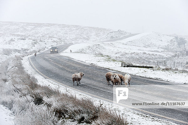 Sheep in a wintry landscape on the Mynydd Epynt moorland  Powys  Wales  United Kingdom  Europe