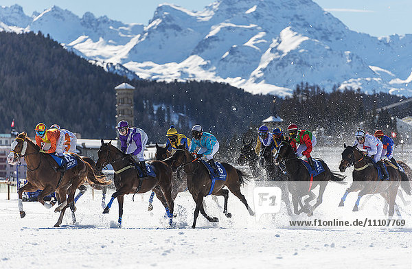 White Turf Internationales Pferderennen  Winter  St. Moritz  Engadin  Graubünden  Schweiz  Europa