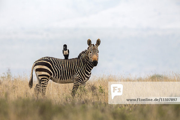 Kap-Bergzebra (Equus zebra zebra)  mit Elster-Krähe (Corvus albus)  Mountain Zebra National Park  Ostkap  Südafrika  Afrika
