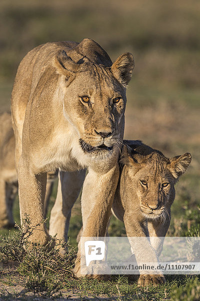 Lioness with cub (Panthera leo) Kgalagadi Transfrontier Park Northern Cape South Africa Africa