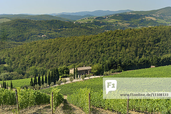 Weinberg und Olivenhain  Pian D'Albola  Radda in Chianti  Provinz Siena  Toskana  Italien  Europa