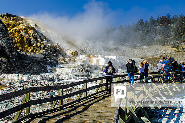 Mammoth Hot Springs terraces  Yellowstone National Park  UNESCO World Heritage Site  Wyoming  United States of America  North America