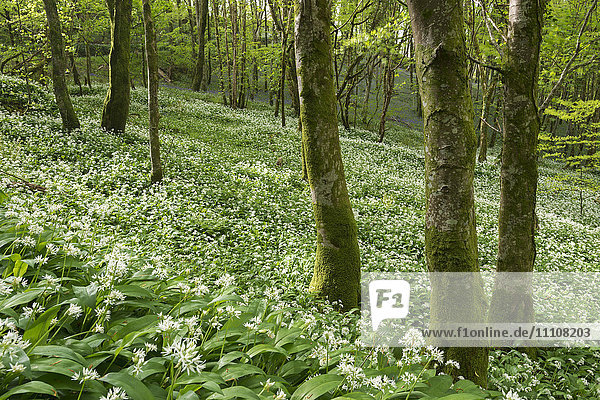 Wild garlic flowering in a Cornish woodland  Looe  Cornwall  England  United Kingdom  Europe