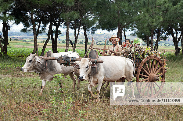 Familie auf einem hölzernen Ochsenkarren  der von weißen Ochsen gezogen und von einer Frau gefahren wird  Kalaw Hills  südlicher Shan-Staat  Myanmar (Burma)  Asien