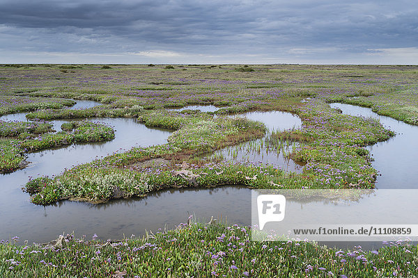 Die Salzwiesen mit Seelavendel in Stiffkey  Norfolk  England  Vereinigtes Königreich  Europa