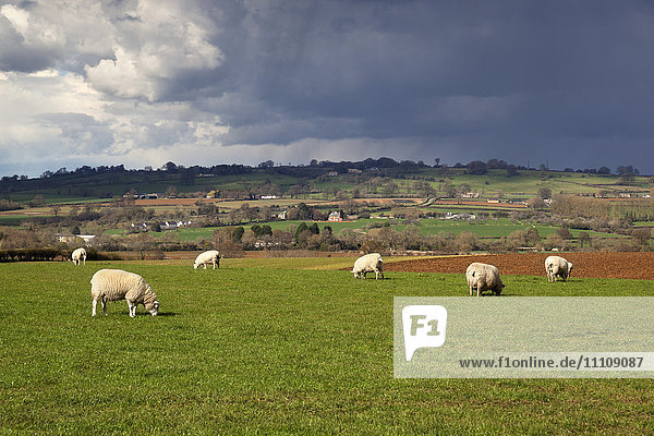 Cotswold-Landschaft mit Schafen  Chipping Campden  Cotswolds  Gloucestershire  England  Vereinigtes Königreich  Europa