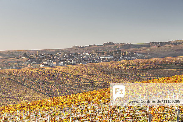 Herbst in den Weinbergen von Chablis  Burgund  Frankreich  Europa