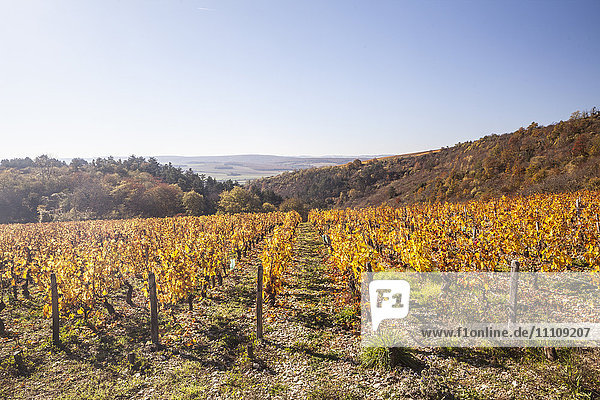 Herbstfärbung in den Weinbergen von Irancy  Yonne  Burgund  Frankreich  Europa