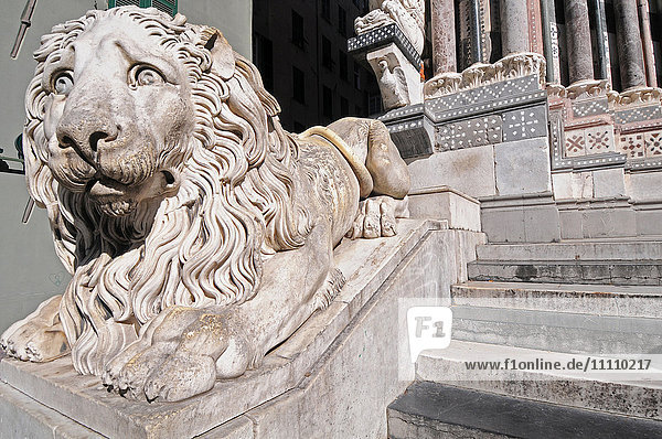 Detail of a marble lion Chiesa San Lorenzo in Genoa  Liguria  North West Italy.