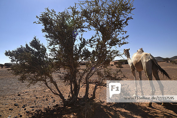 Africa  Sudan  dromedary in the desert