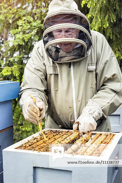 Imker bei der Untersuchung von Honigwaben