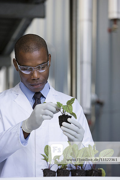 African scientist examining seedlings in factory