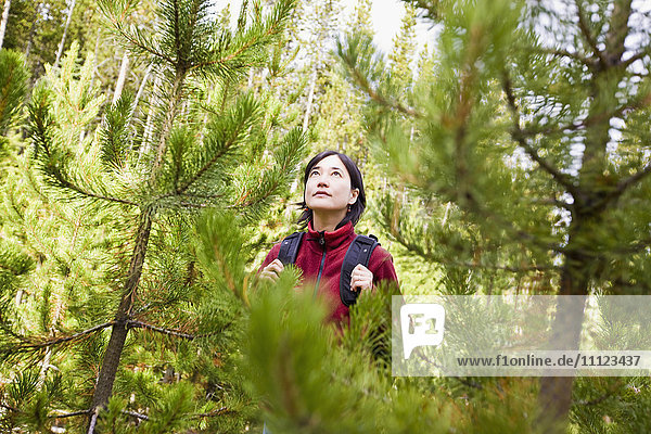Japanische Frau beim Wandern im Wald