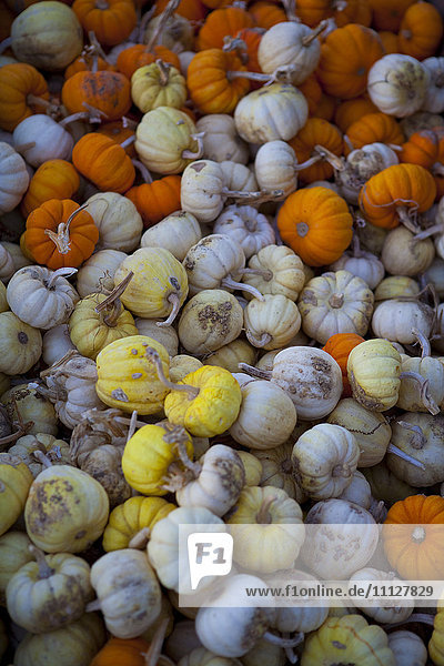 Pile of multi-colored pumpkins