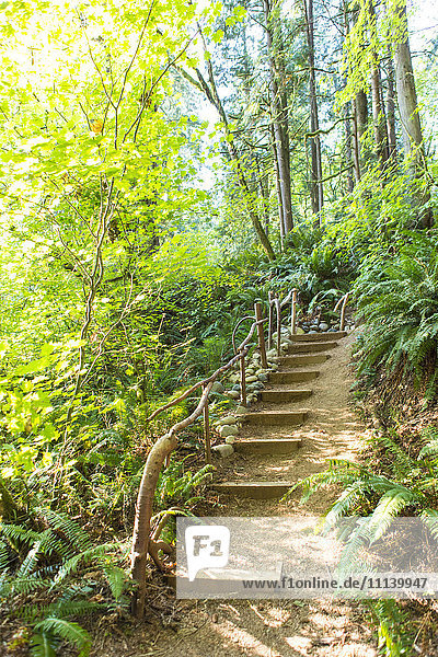 Staircase in forest