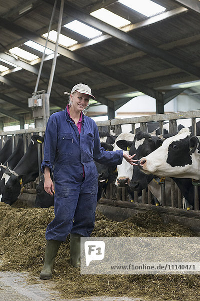 Caucasian farm worker standing with dairy cows