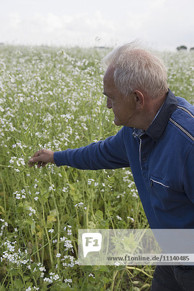 Caucasian farmer examining crop