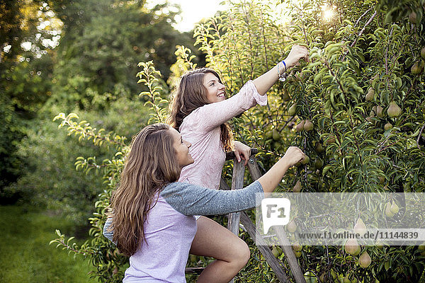 Caucasian women picking fruit in orchard