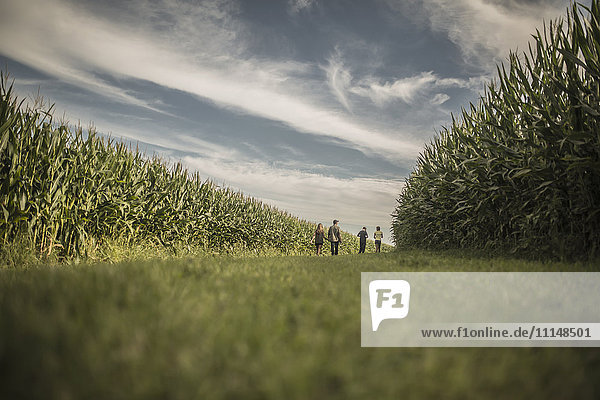Kaukasische Familie geht in einem Maisfeld spazieren