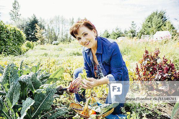 Kaukasische Frau pflückt Gemüse im Garten