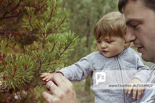 Father and daughter examining pine tree