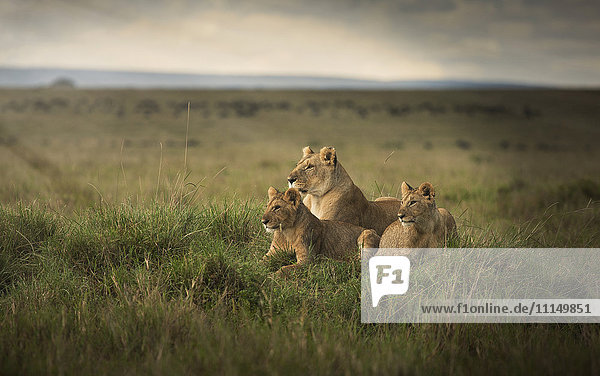 Lioness and cubs laying in remote field