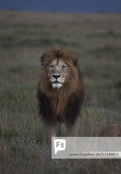 Lion standing in remote field