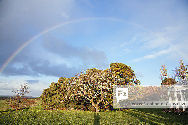 Regenbogen über Baum in ländlichem Hinterhof