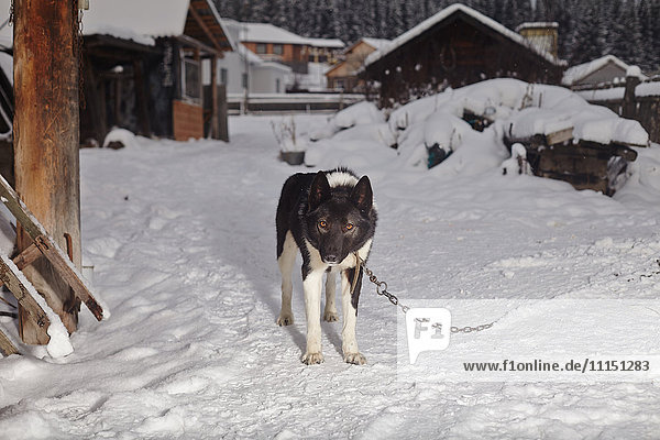 Hund angekettet im verschneiten Hof